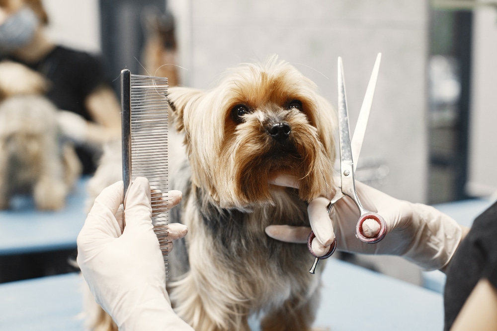 peluqueria canina guadalajara